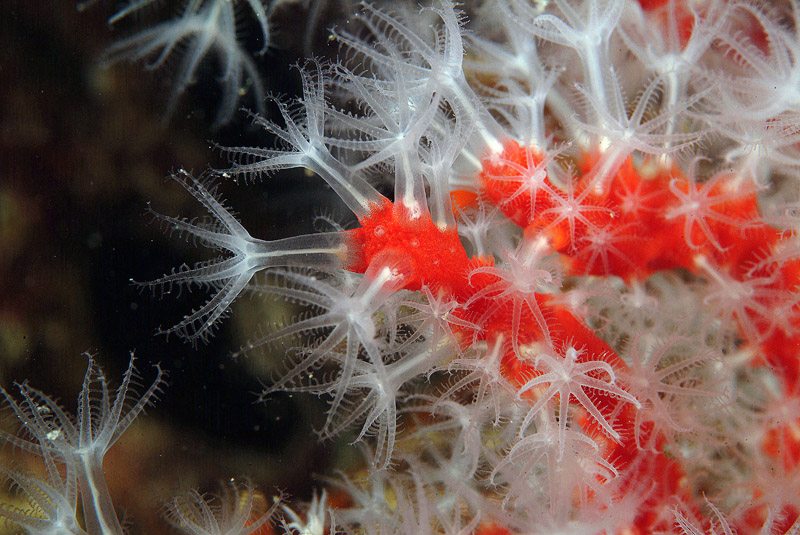 Corallo rosso Corallium rubrum